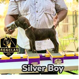 Boy 5 - Black brindle Cane Corso puppy in College Station, Texas from Ironclad Cane Corso