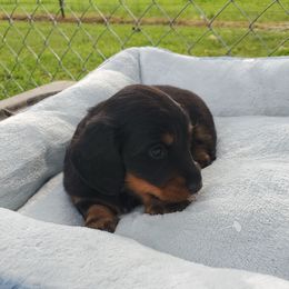 Dachshund Puppies from Chelisa Crabtree