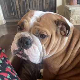 Dream - Bulldog