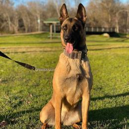 PENNY - Belgian Malinois
