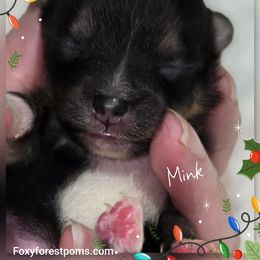Mink - Black and tan male Pomeranian puppy in Eatonville, Washington from Foxy Forest Poms
