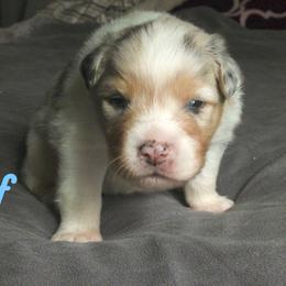 Olaf - Blue merle male Australian Shepherd puppy in Jeddo, Michigan from Blue Water Aussies