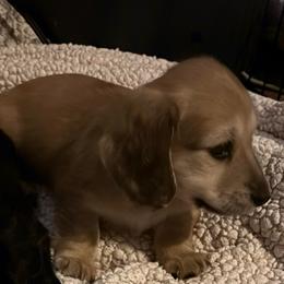 Spartacus - Cream male Dachshund puppy in Alabaster, Alabama from Doxies of Olympus