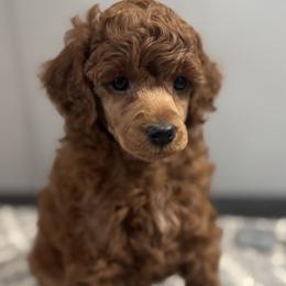 London - Red  male Poodle puppy in Yelm, Washington from Serendipity Miniature Apricot Poodles