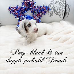 Peep - Dapple female Dachshund puppy in Prairieville, Louisiana from Southern Barron Danes & Dachshunds
