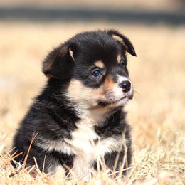 Timmy - Black and tan male Pembroke Welsh Corgi puppy in Fort Madison, Iowa from Bellwether Acres
