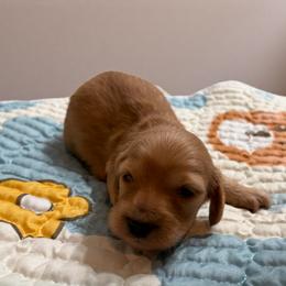 Ron - Red male Dachshund puppy in Miami, Florida from Haus Ernand Dachshunds