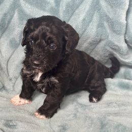 Hershey - Black male Havapoo puppy in Marion, North Carolina from Puddles' Puppies