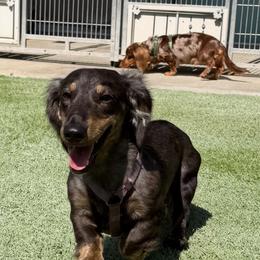 Slater - Dachshund
