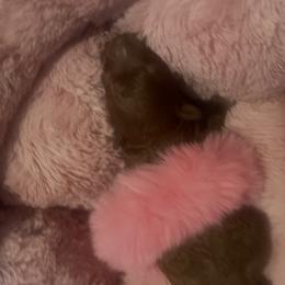 Poodle Puppies from ShesoPoodles