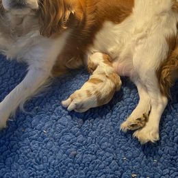Cavalier King Charles Spaniel Puppies from Herrmann’s Royal Court of Cavalier King Charles Spaniel