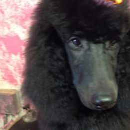 Poodles from Debbie's Standard Poodle Angels