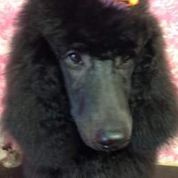 Poodles from Debbie's Standard Poodle Angels