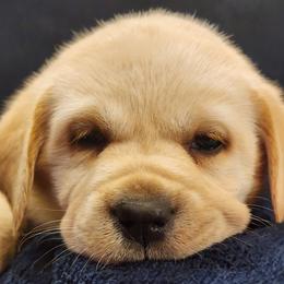 Yellow - Yellow male Labrador Retriever puppy in Siloam Springs, Arkansas from Karemy Kennels (Karemy Labradors)