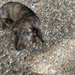 Beth - Brindle female Dachshund puppy in San Antonio, Texas from Sunshine Sandra & Sweet Sausages