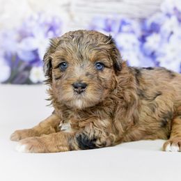 Aussiedoodle Puppies from Dreamcatcher Dogs