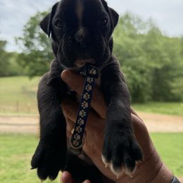 Dark blue - Brindle male Boxer puppy in Mooresboro, North Carolina from Echo Hollow Boxers