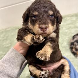Tennessee - Red tri-color female Aussiedoodle puppy in Heber City, Utah from Junipersdoodles