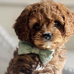 Cavalier King Charles Spaniels and Cavapoos from Adore Puppies