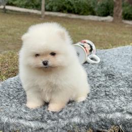 Armani Angel - White male Pomeranian puppy in Naples, Florida from 🤎 Dreaming Puppies 🐶
