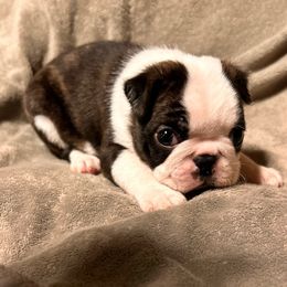 Tippy - Black and white male Boston Terrier puppy in West Liberty, Kentucky from 3B Kennels-Beth’s Best Boston’s