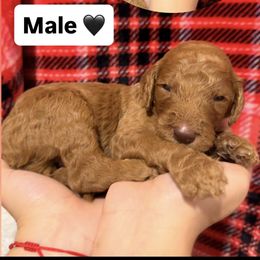 Black - Red  male Goldendoodle puppy in Naples, Florida from Goldendoodles Of Naples