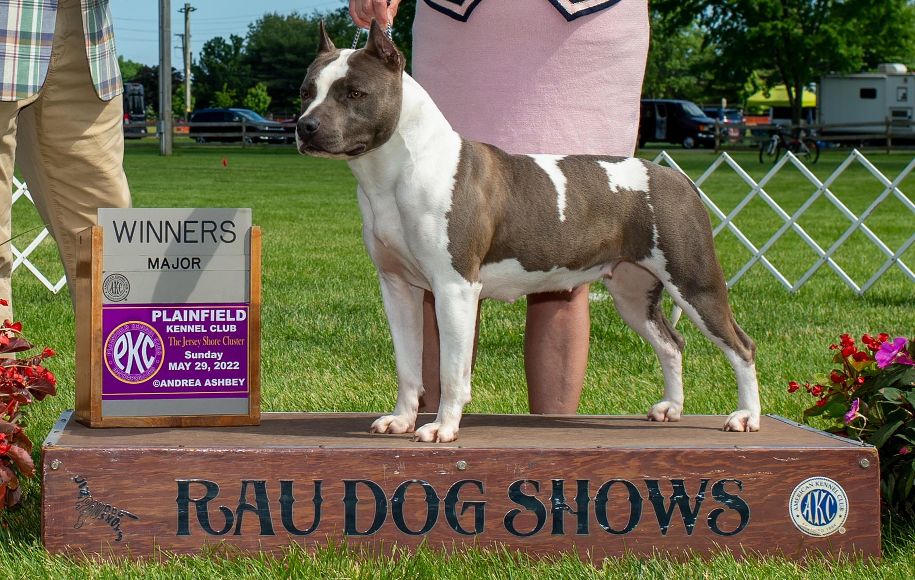 American Staffordshire Terrier and Lakeland Terrier All Grown Up from Goldmere Kennel