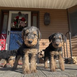 Airedale Terrier Puppies from RiverRun Terriers