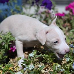 Italian Greyhound Puppies from Coccolare Italian Greyhounds