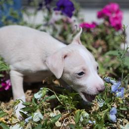 Italian Greyhound Puppies from Coccolare Italian Greyhounds