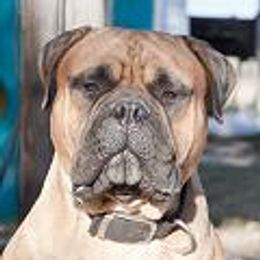 Bullmastiffs from Watchman Kennels