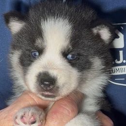 Jewel - Black and white female Pomsky puppy in Spring Hill, Florida from PDQ Pomskies