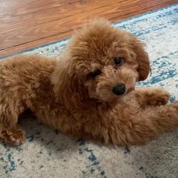 Simba - Poodle