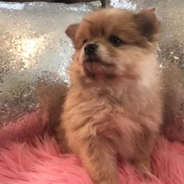 Pomeranian Puppies from Regal Poms
