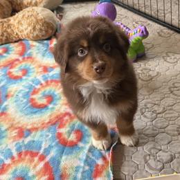 Lock - Red tri-color male Miniature American Shepherd puppy in Garysburg, North Carolina from Schaefer's Miniature American Shepherds