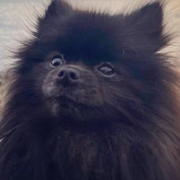 Pomeranians from 907_pomz