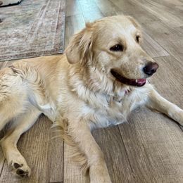 Lola - Golden Retriever