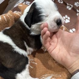 Boy 7 - male Saint Bernard puppy in Paramount Long Meadow, Maryland from M&R SKYHAVEN SAINTS