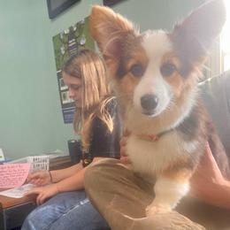 Dottie - Black and tan female Pembroke Welsh Corgi puppy in Hueytown, Alabama from AAA Corgis