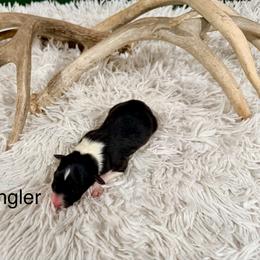 Wrangler - Black tri-color male Australian Shepherd puppy in Vernal, Utah from Dancing M Kennels