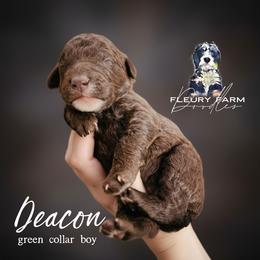 Deacon - Brown male Whoodle puppy in Knoxville, Tennessee from Fleury Farm Doodles TN