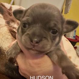 Hudson - Blue and white male Chihuahua puppy in Brooklyn, Connecticut from Ladybug Chihuahuas