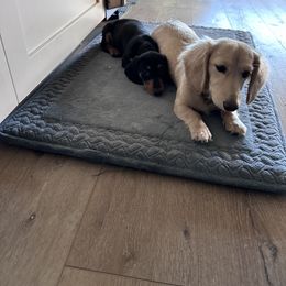 Dachshund Puppies from Wrangling Dachshunds