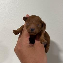 Male 2 - Red  male Poodle puppy in Lancaster, California from Fancy Red Poodles
