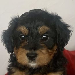 Bernedoodle Puppies from Hilary’s Doodle Ranch