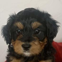 Bernedoodle Puppies from Hilary’s Doodle Ranch