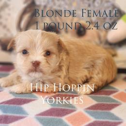 Yorkshire Terrier Puppies from Hip Hoppin Yorkies