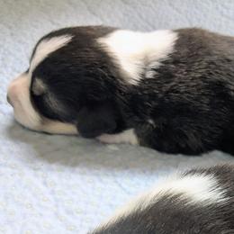 Boy 3 - Black and tan male Pembroke Welsh Corgi puppy in Edinburgh, Indiana from J Bar M Corgis