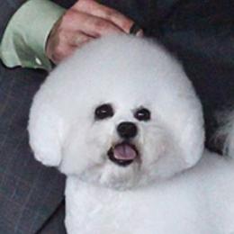 Serena - Bichon Frise
