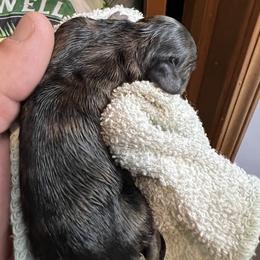 Dachshund Puppies from Witchy Woman’s Wiener’s